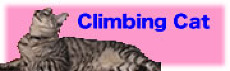 Climbing Cat